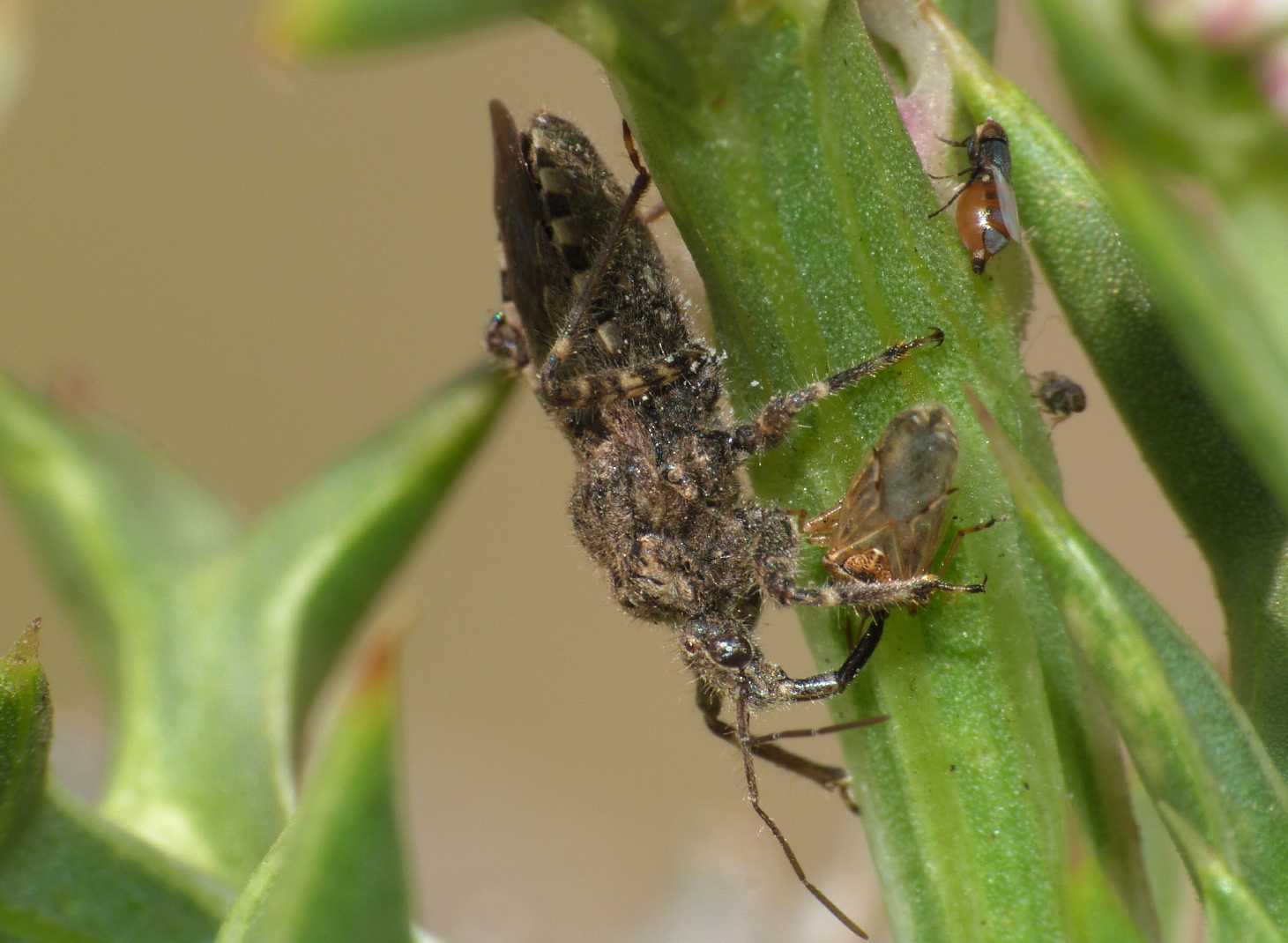 Reduviidae: Coranus griseus di Isola dei Gabbiani (Palau)